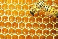 Винайдено вакцину, яка захищає бджіл від пестицидів