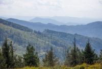 Украина до конца года может отменить мораторий на экспорт леса