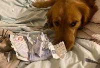Собака погриз паспорт господарки й врятувала її від коронавірусу