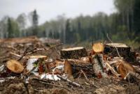 На Харківщині за вирубку лісу судитимуть 11 працівників лісгоспу