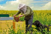 В Україні оприлюднено розмір держпідтримки пасічників В Україні оприлюднено розмір держпідтримки пасічників